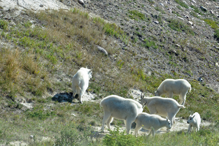 white goats