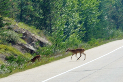two deer crossing the road