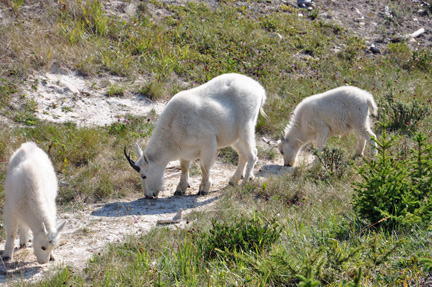 white goats