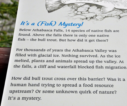 sign - fish mystery