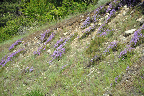 purple wild flowers