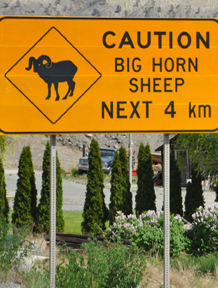 sign - big horn sheep