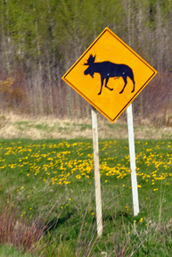 moose crossing