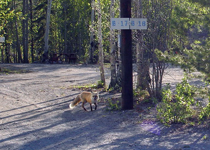 fox in the campground