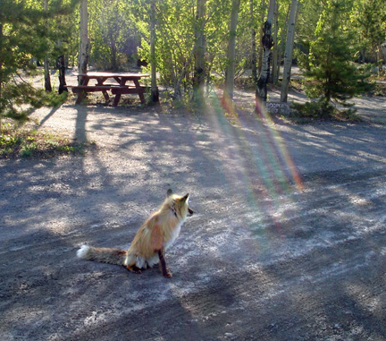 fox in the campground