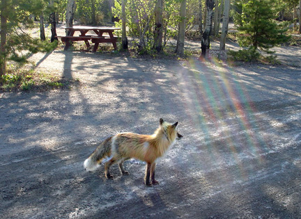 fox and rainbow