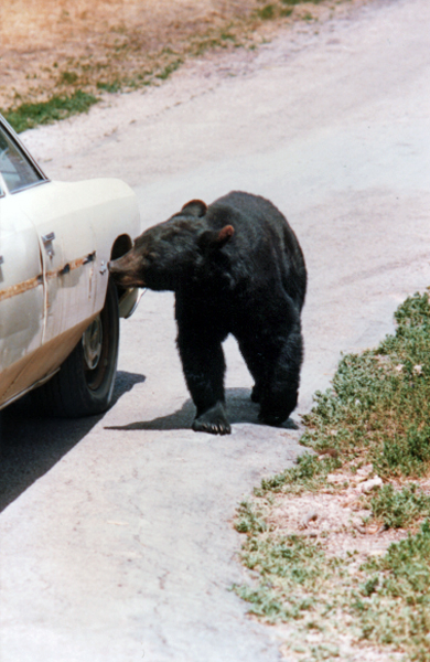 Bear by a car 