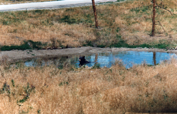 bear in a pond
