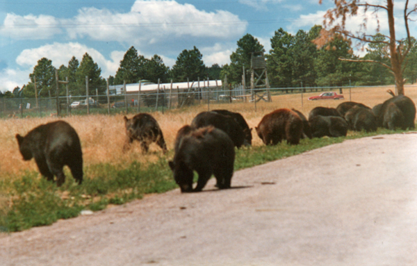 lots of bears in Bear Country USA