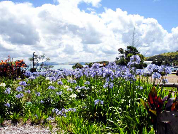 flowers on Weiheke Island