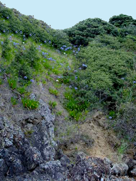 Waihke Island in Australia