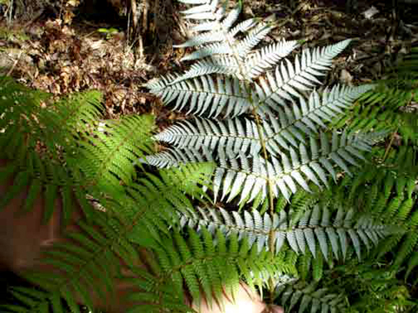 ferns