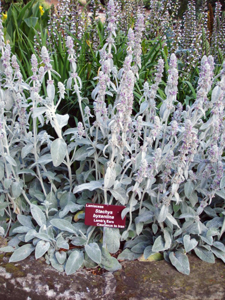 Botanical Garden in Australia 