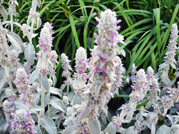 Botanical Garden in Australia 