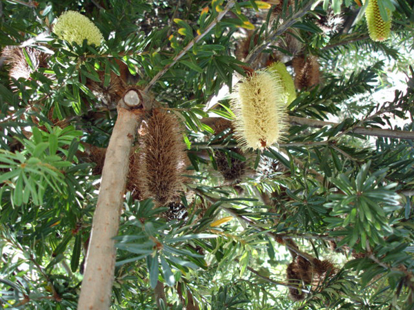 Botanical Garden in Australia