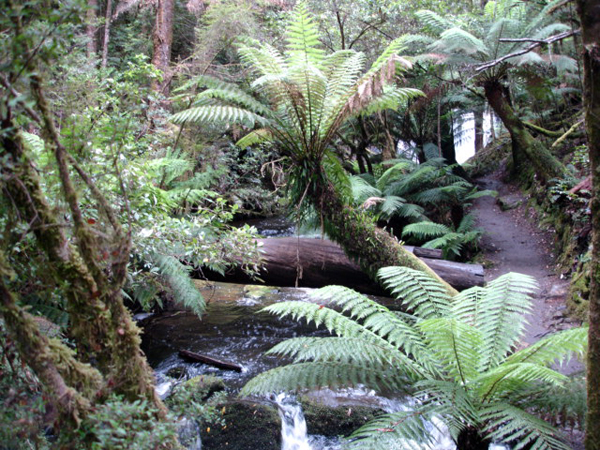 ferns in richmond, Australia
