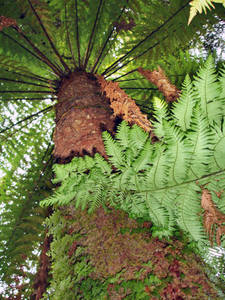 looking up into the tree