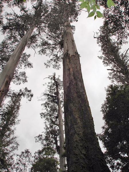 tallest Hardwood tree on Earth