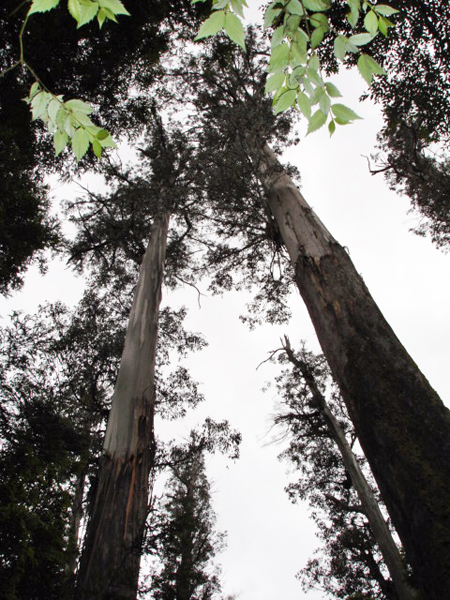 tallest Hardwood tree on Earth