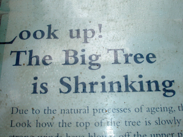 Big Tree sign