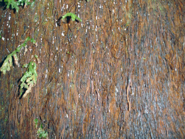 close-up of the tree