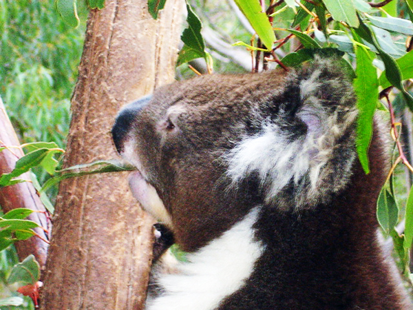 Koala