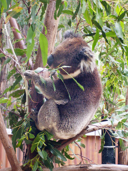Koala