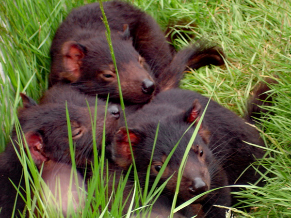 Tasmanian Devil