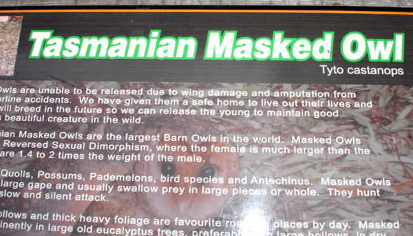 Tasmanian Masked Owl sign