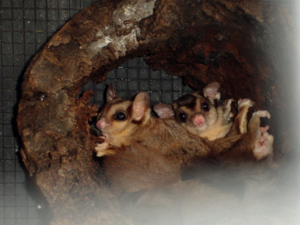 Squirrel Glider s