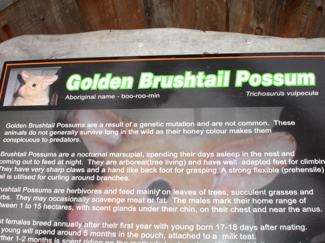 Golden Brustail Possum sign