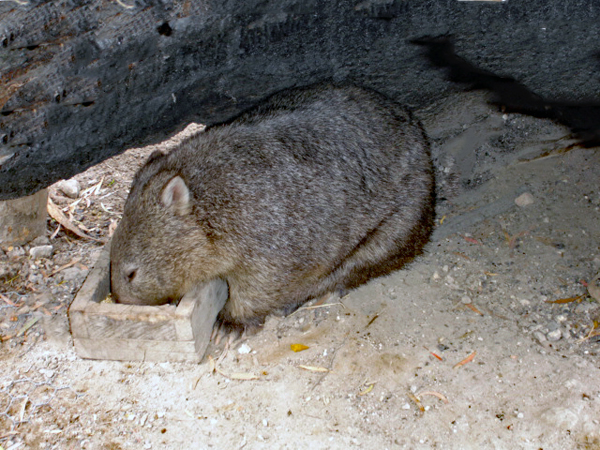 Wombat