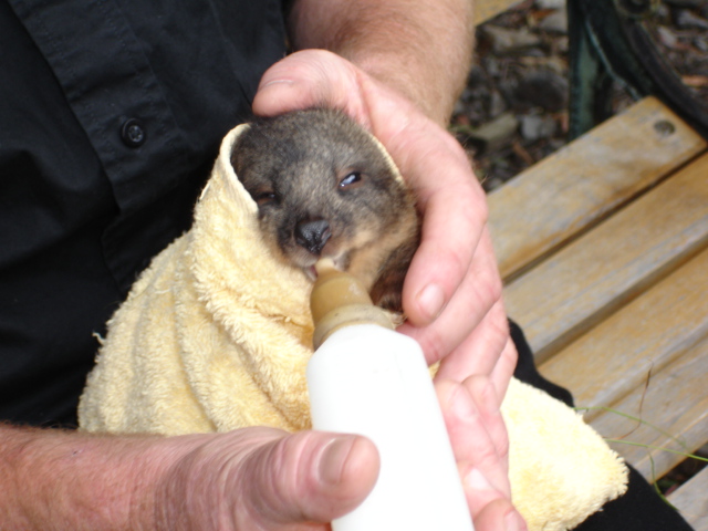 baby Wombat