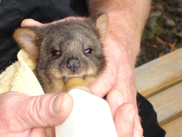 baby Wombat