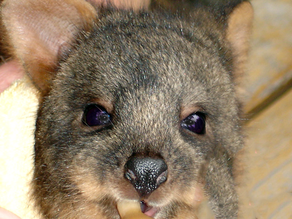 baby Wombat