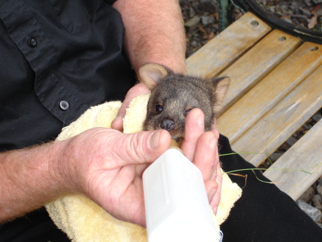 baby Wombat