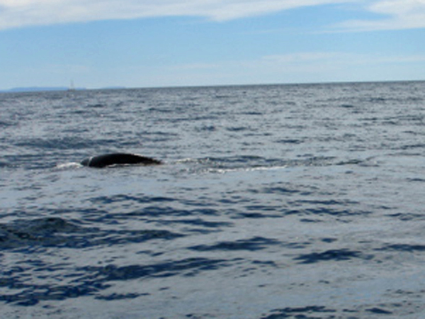 whale at Bruny Island in Tasmania Australia