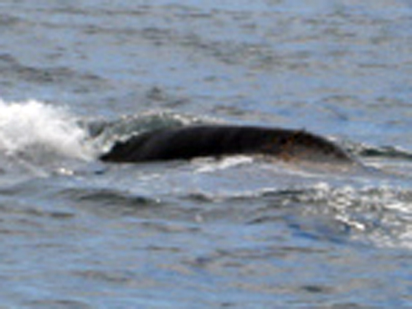 Bruny Island in Tasmania Australia 