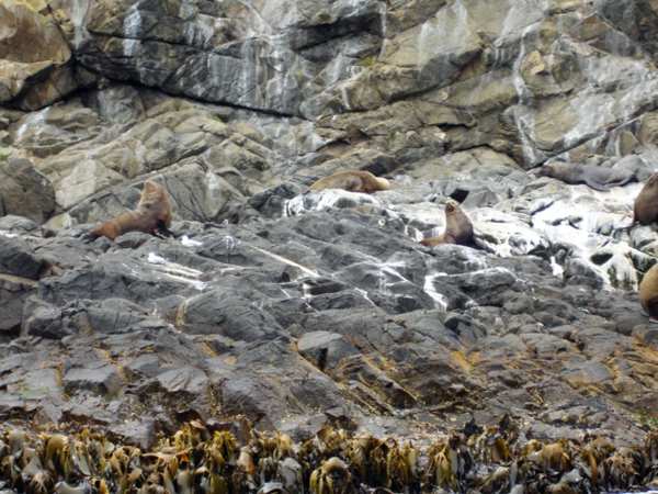 Bruny Island cliffs