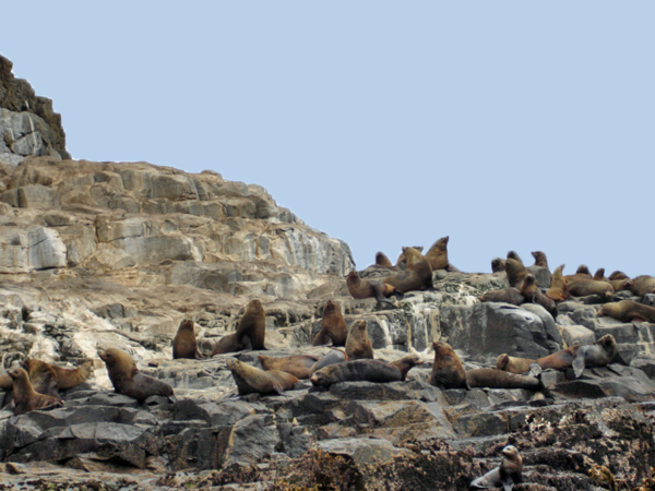 Bruny Island  wildife