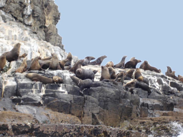 Bruny Island  wildife