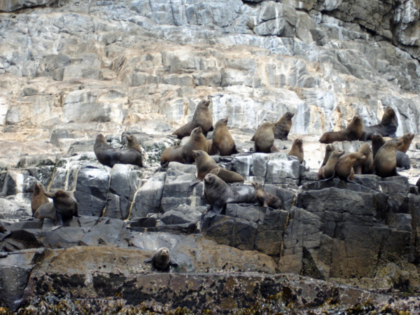 Bruny Island  wildife