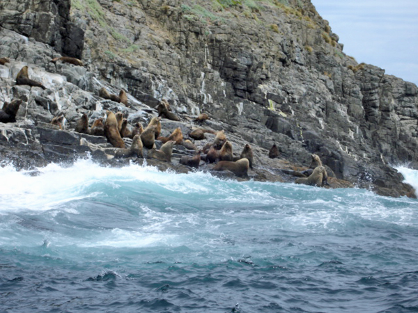 Bruny Island  wildife