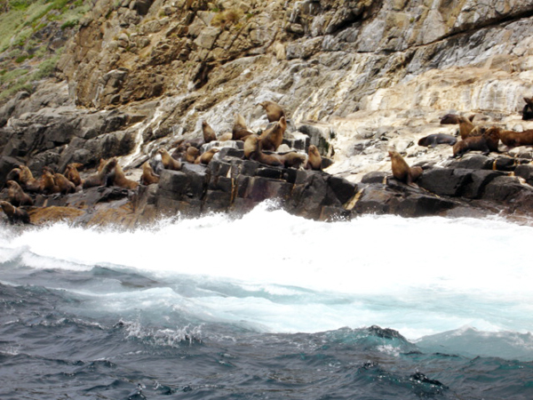 Bruny Island  wildife