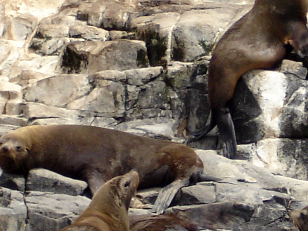 Bruny Island  wildife