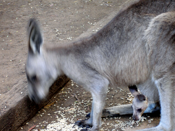 Kangaroo and Joey