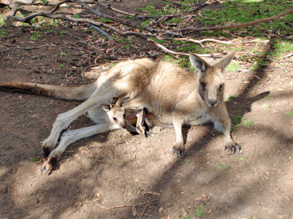 Kangaroo and joey