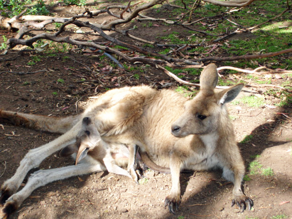 Kangaroo and joey