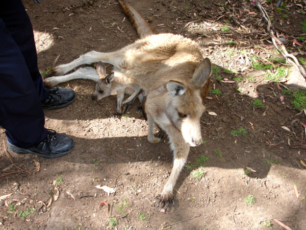 Kangaroo and joey