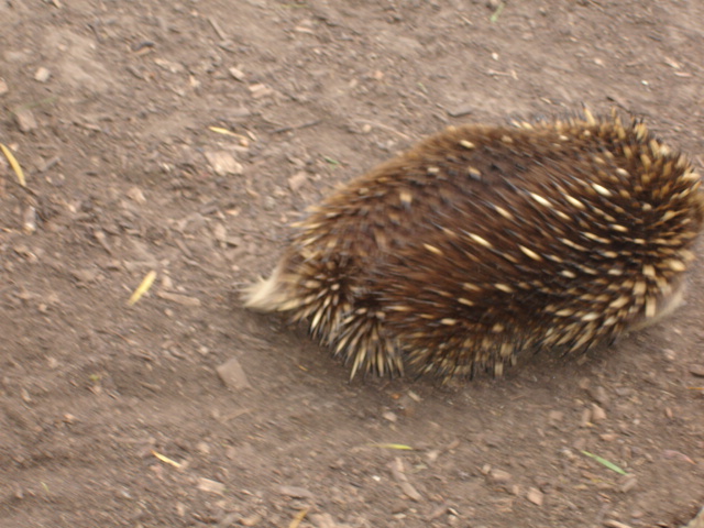 Echidna